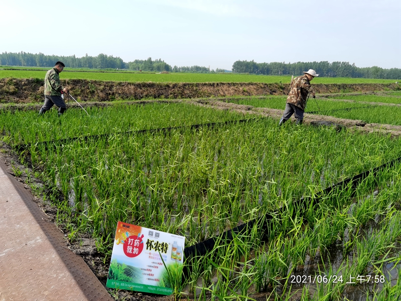 浙農(nóng)金泰攜美國ORO公司開展生物農(nóng)藥除草增效實驗示范回訪調(diào)研